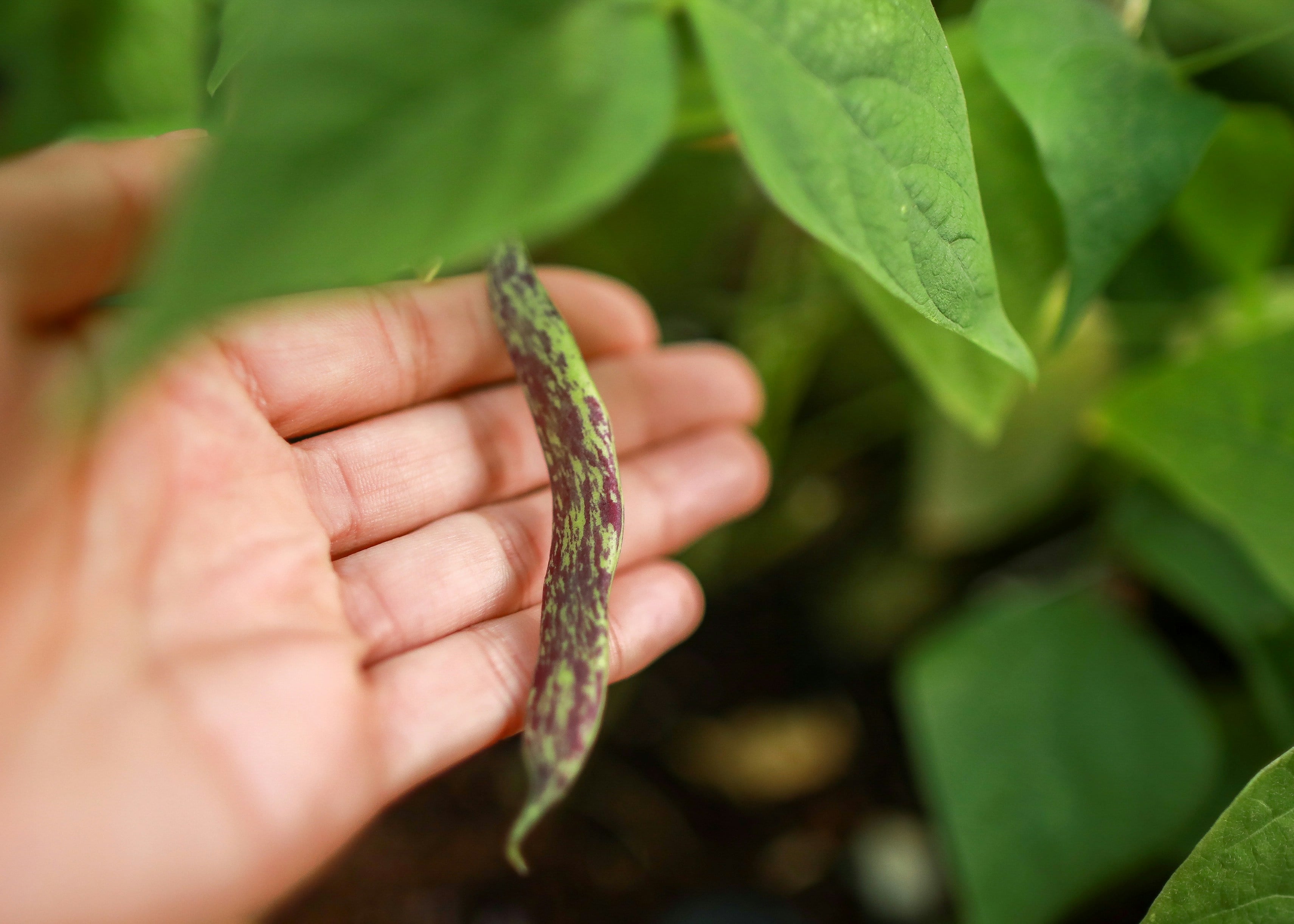 hand showing a bean pod growing on a bean plant