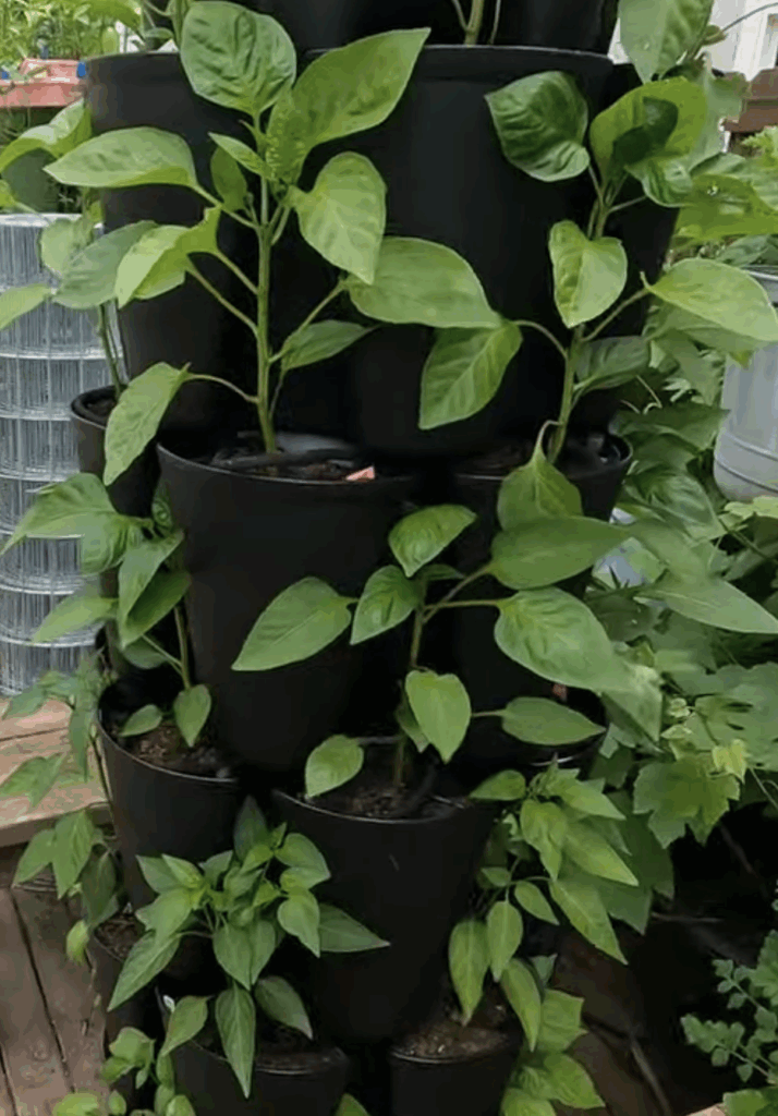 30 peppers growing in a black GreenStalk