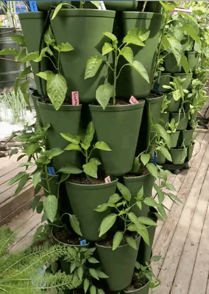 green GreenStalk Planter planted with peppers on a wooden deck