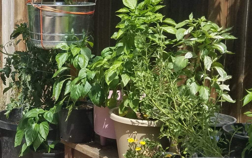 peppers growing in 5 gallon pots on a patio
