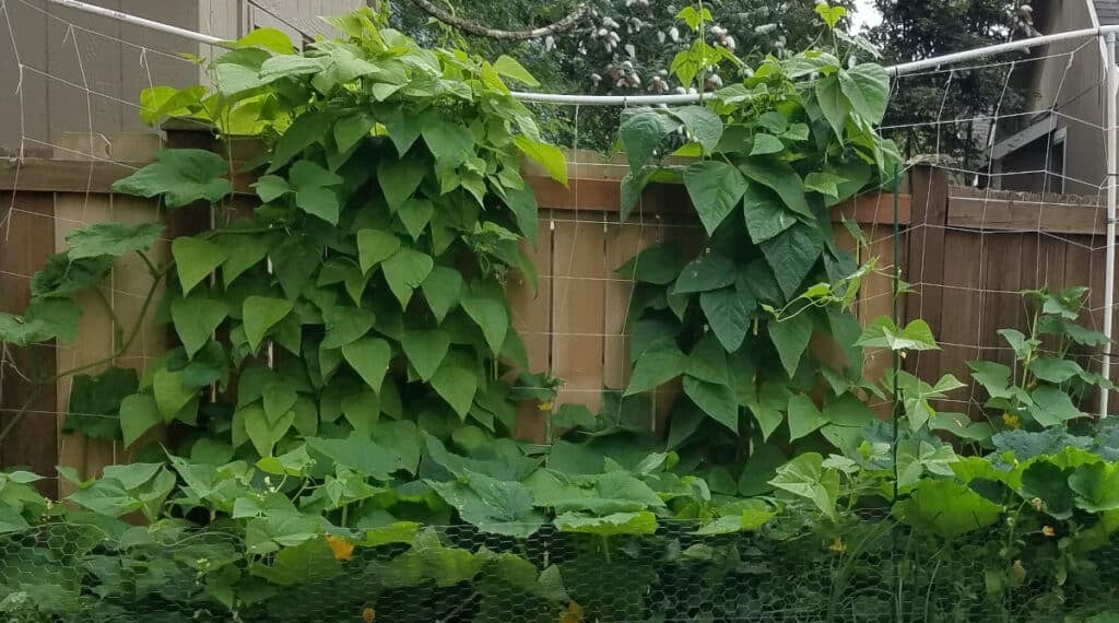 pumpkin plants growing up a homemade net and pvc trellis