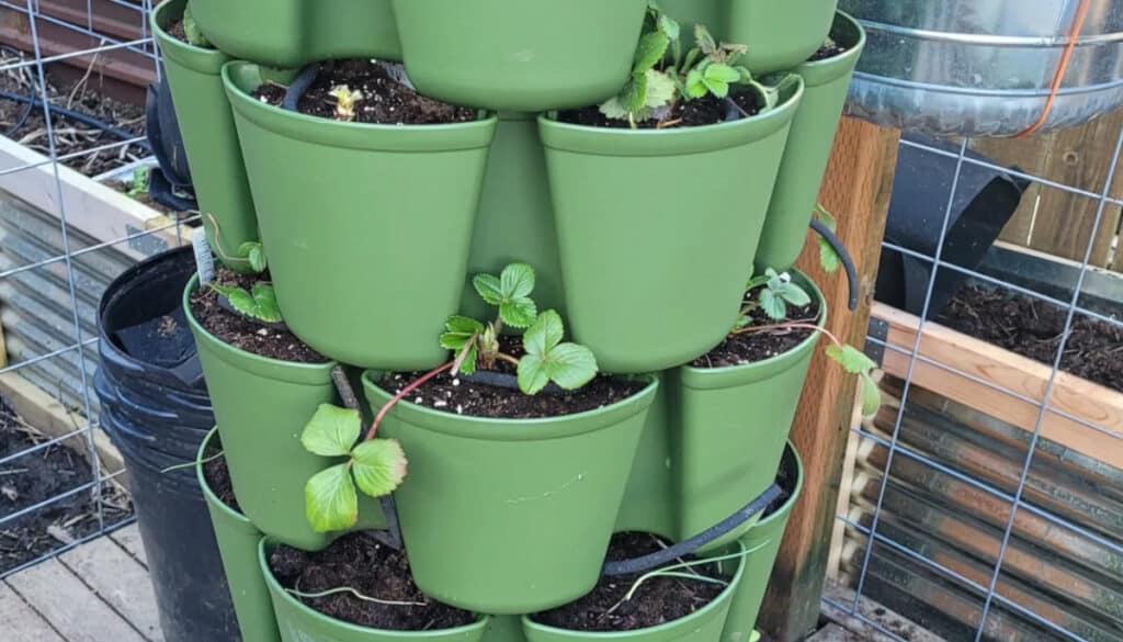 GreenStalk planter with strawberries planted for high-yield container gardening