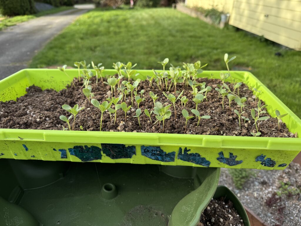 green seed tray with zinnia seedlings outside with grass and a driveway in the background