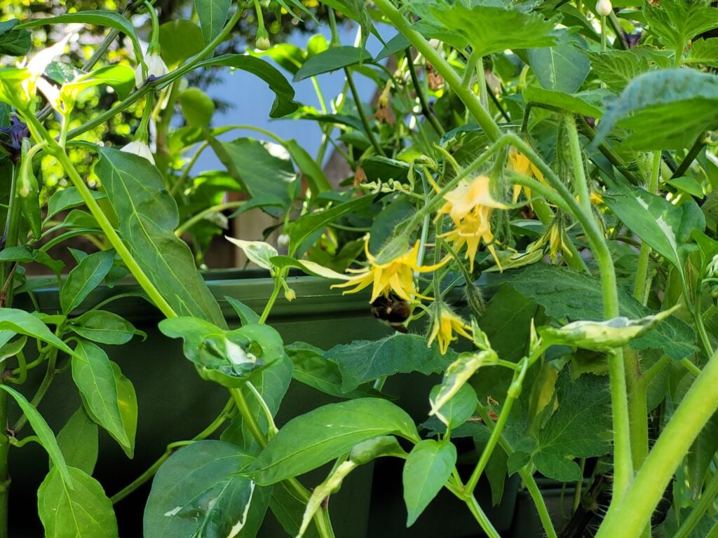 close up of a tomato flower cluster