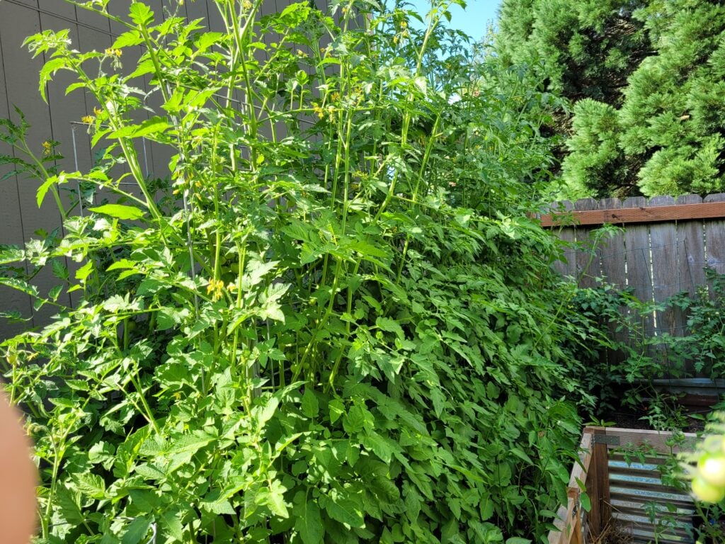 a bed full of tomato plants that are planted closely together