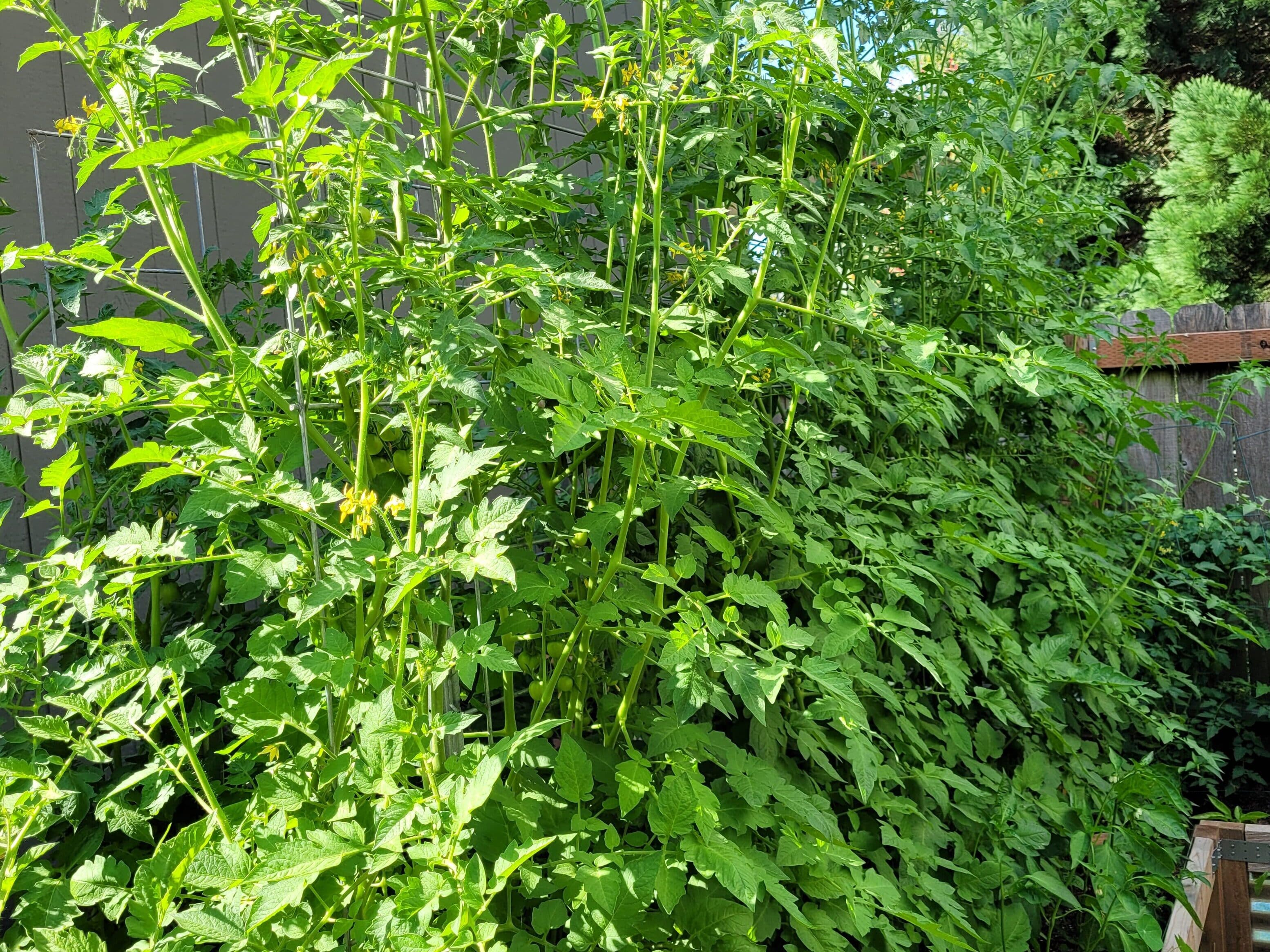 tomato plants planted closely together in a raised bed growing up a trellis