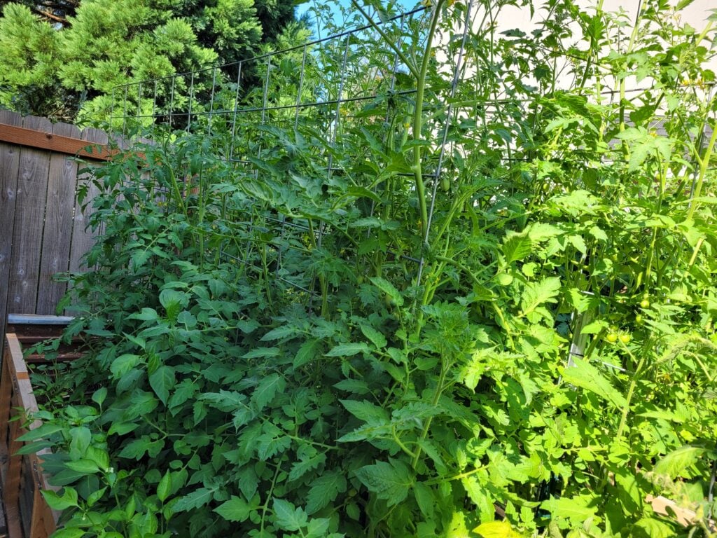 tomato plants in a raised bed with only the end in sunlight