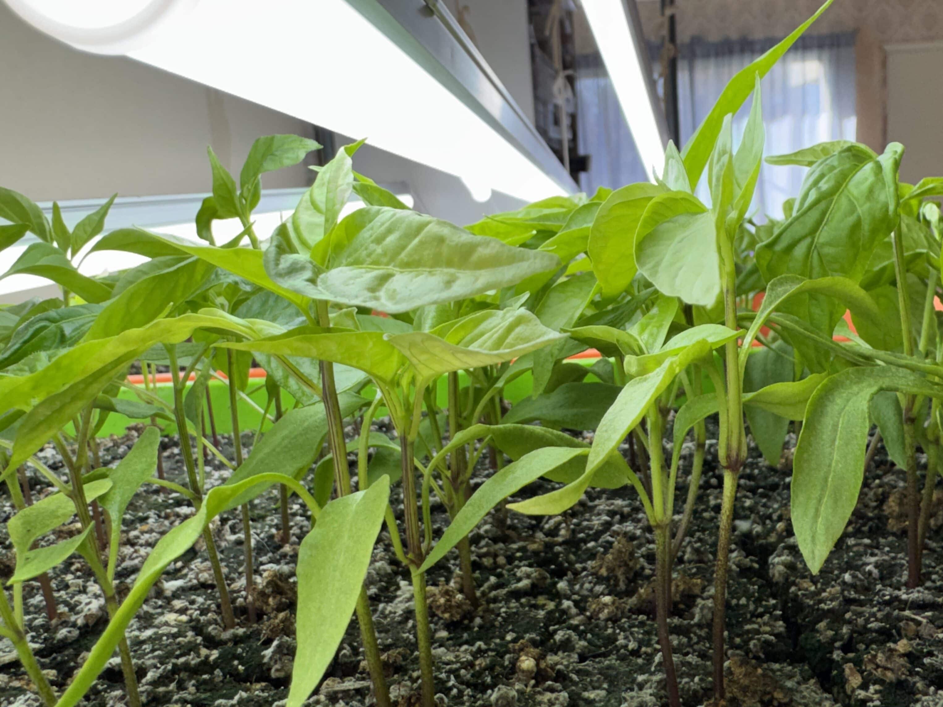 pepper seedlings in soil blocks under grow lights