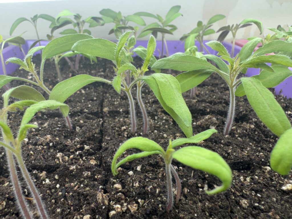 tomato seedlings growing in soil blocks in a purple seed tray