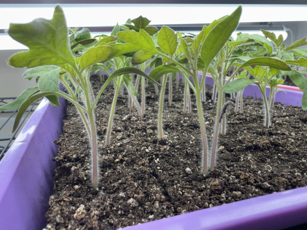 tomato seedlings in soil blocks in a purple seed starting tray under grow lights