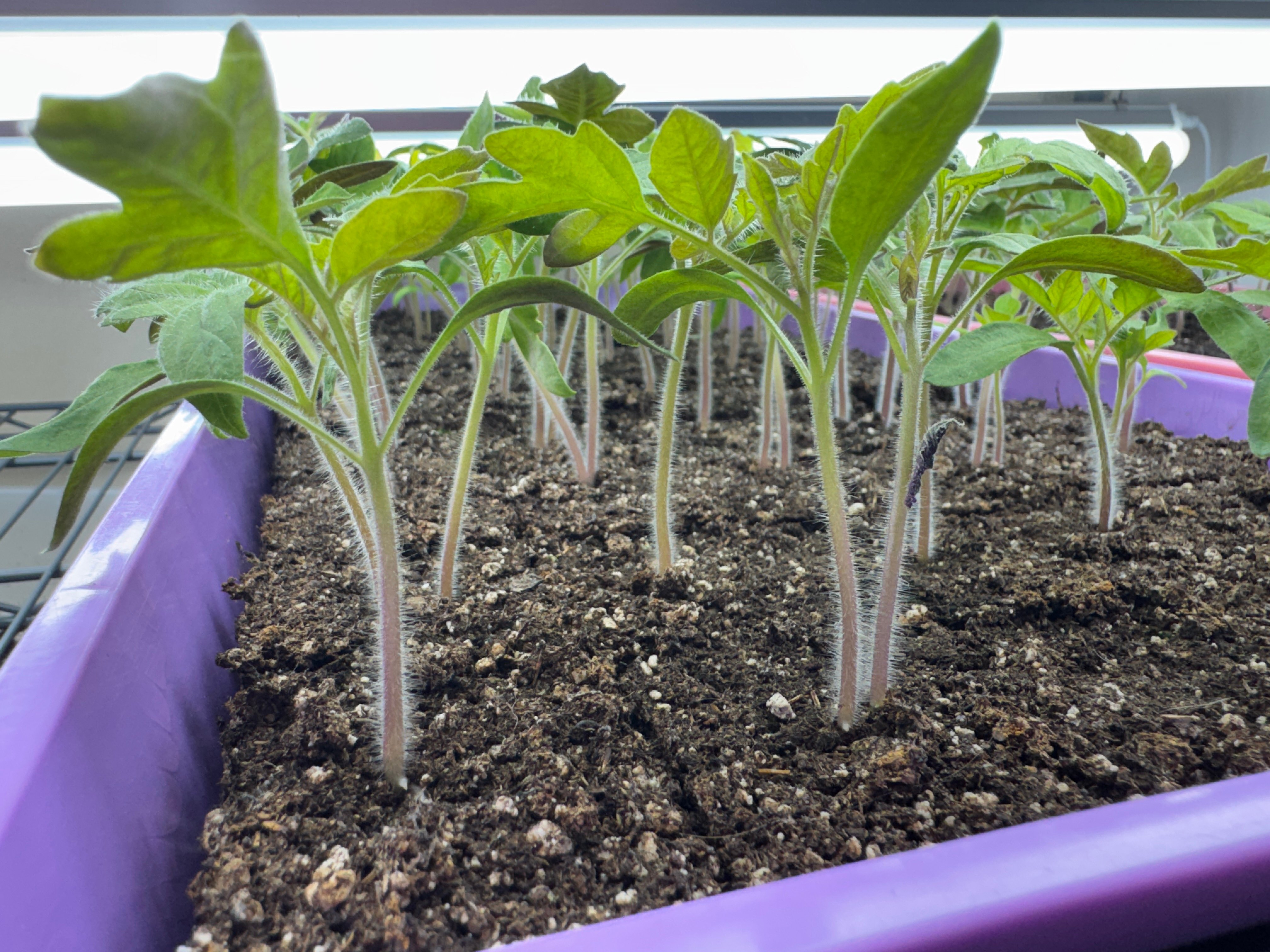 tomato seedlings in soil blocks set in a purple seed starting tray under grow lights