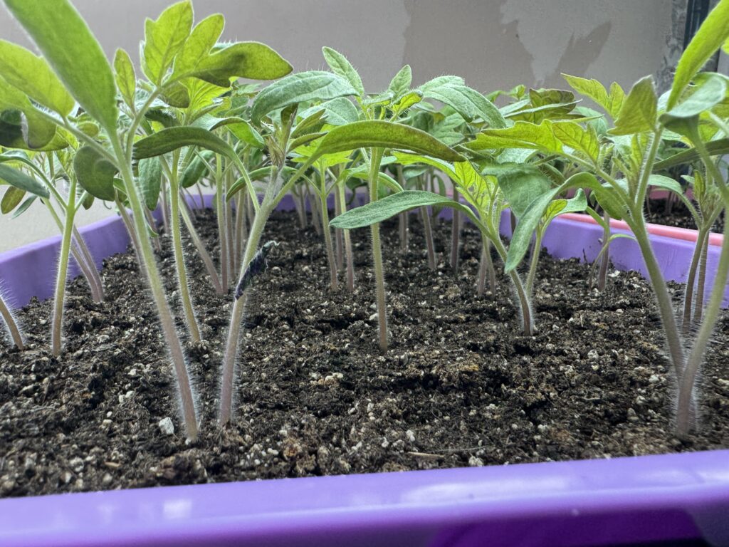 tomato seedlings starting to stretch for the light planted in seedling blocks in a purple seed starting tray