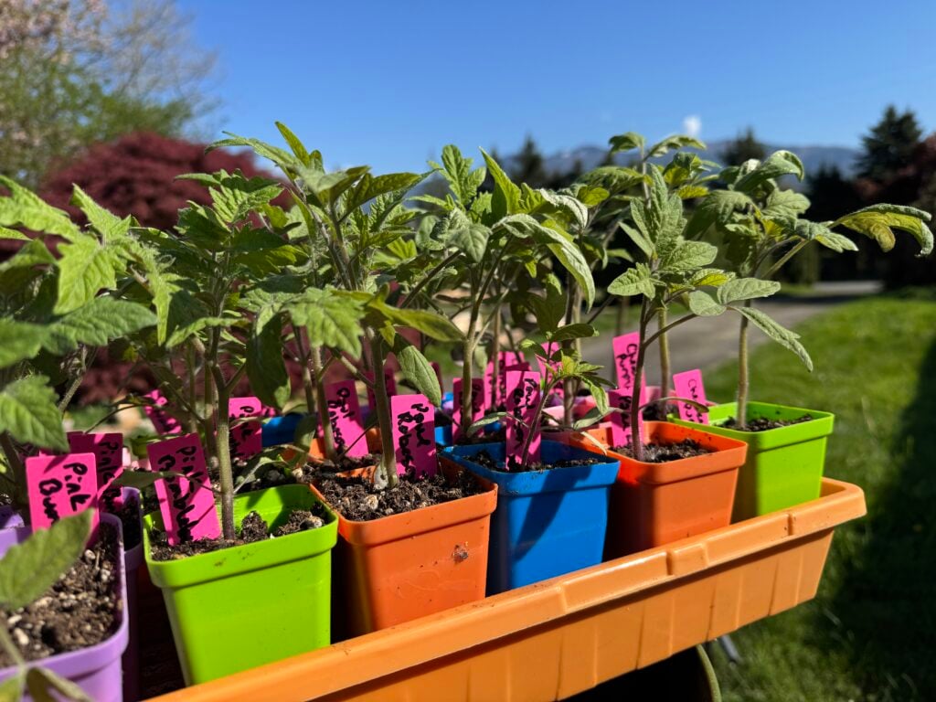 tomato seedlings in colorful pots outside being hardened off