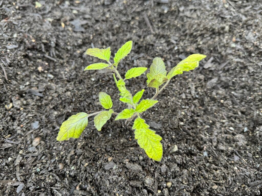 tomato seedling planted in soil