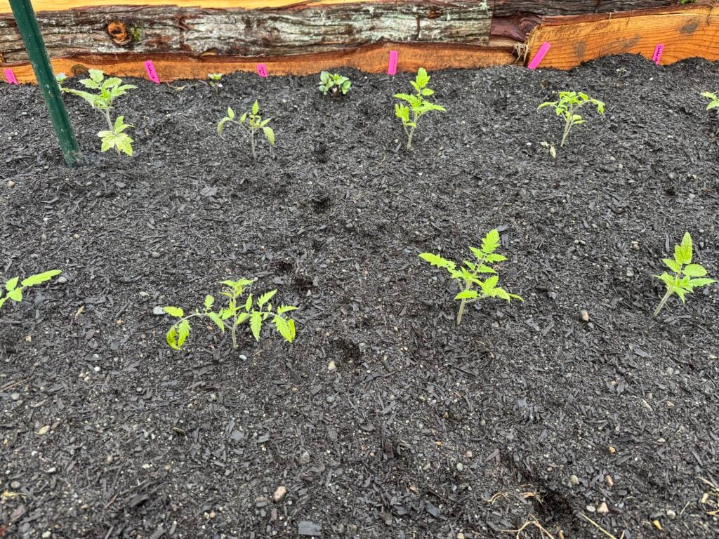 tomato and basil seedlings transplanted into a wooden raised bed