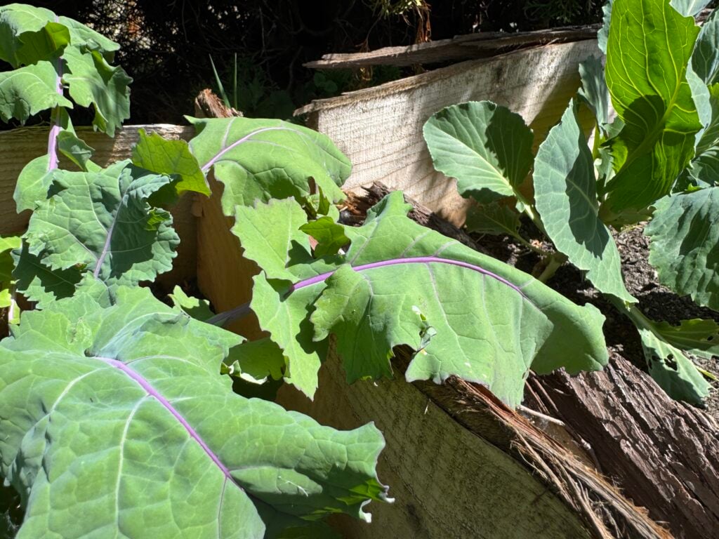 kohlrabi leaves wilting during the day in a wooden raised bed