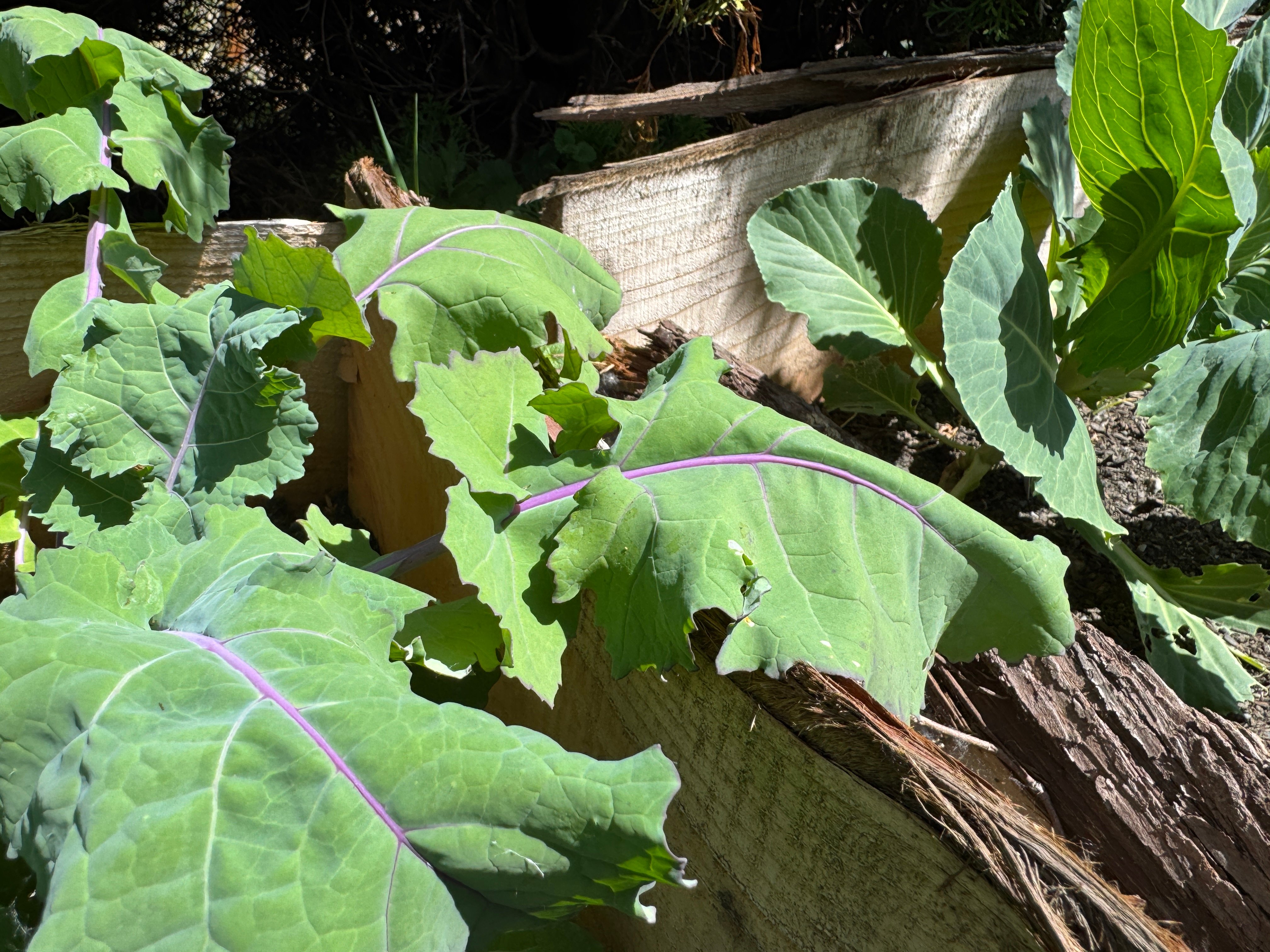 kohlrabi leaves wilting in the sun
