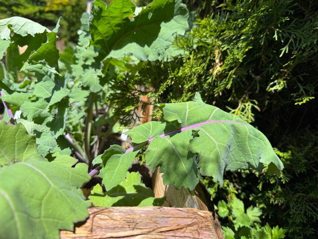 kohlrabi leaves wilting during the day in a wooden raised bed next to a arborvitae hedge