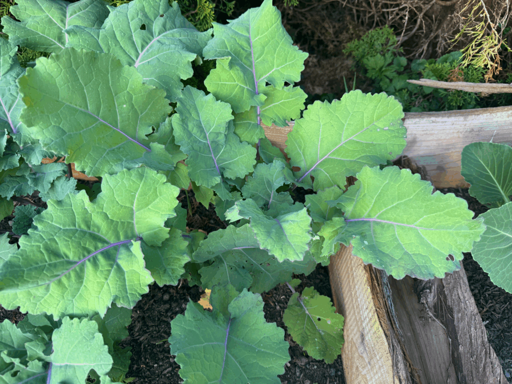 kohlrabi plant in a wooden raised bed that perked up in the evening