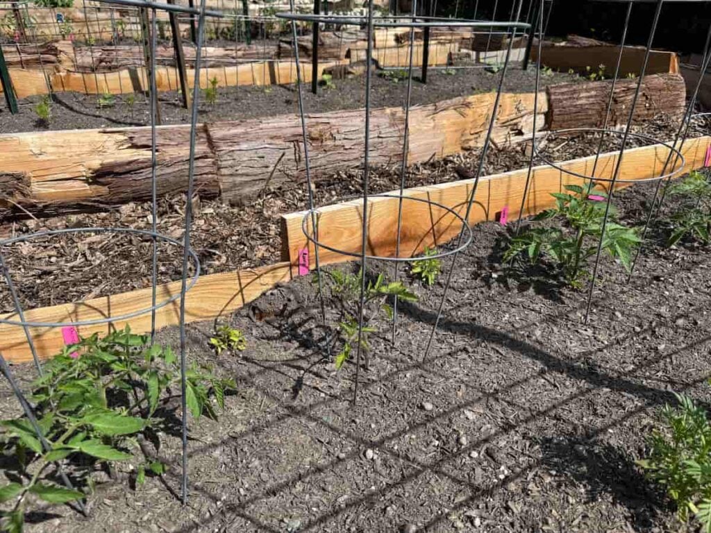 3 small tomato plants growing in tomato cages in a wooden raised bed