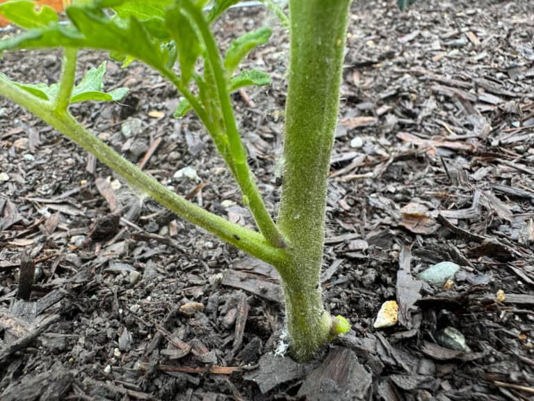 close up of a tomato plant with a sucker growing out in between the bottom leave and stem.