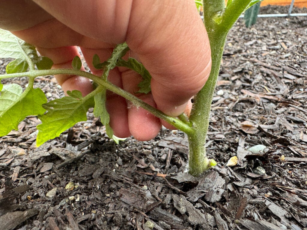 Close up of a hand pruning off the sucker growing out between the bottom leaf and stem of a tomato plant.