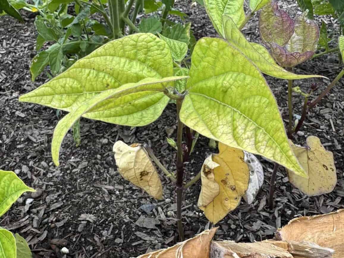 green bean plant with the first leaves turning yellow and brown