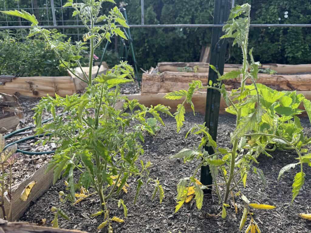 two tomato plants in a wooden raised bed with yellowing leaves at the bottom near the soil