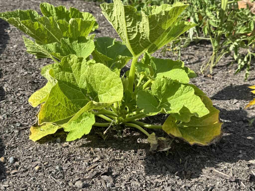 small pumpkin plant with the bottom leaves just starting to turn yellow