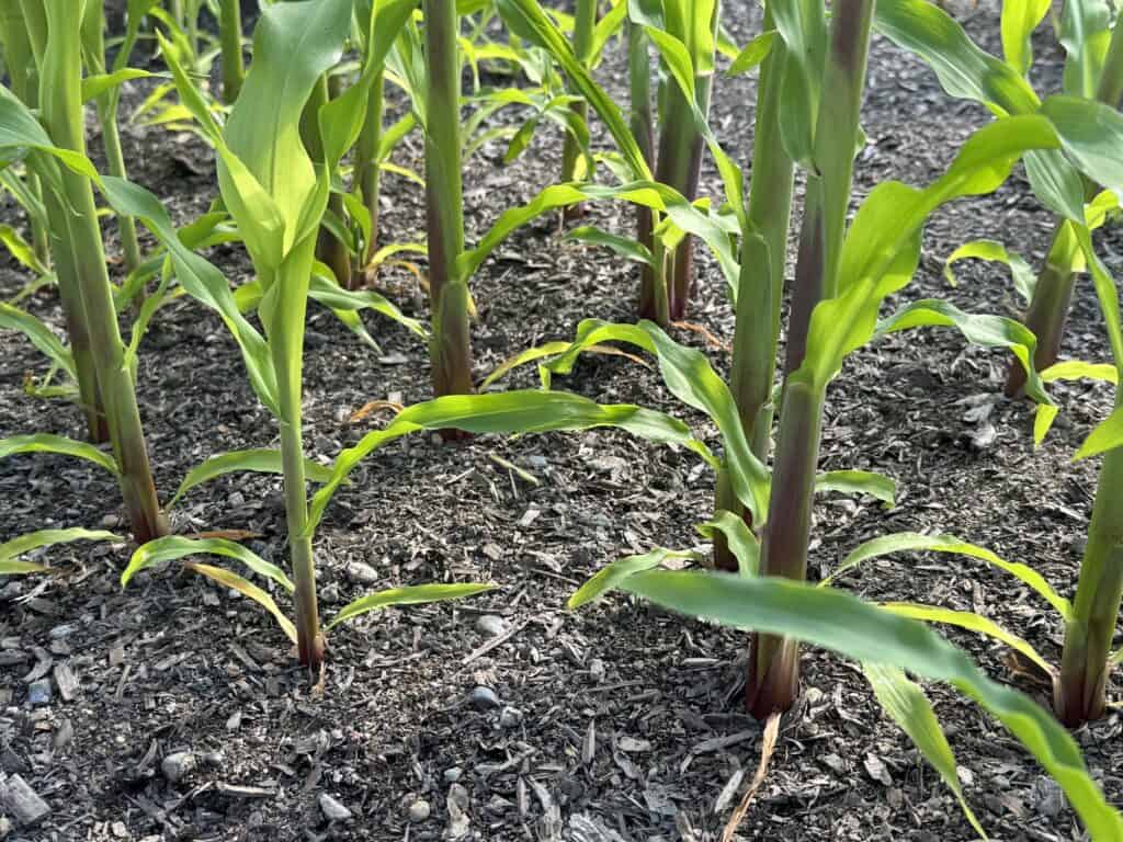 a group of corn plants with the very first leaves starting to yellow