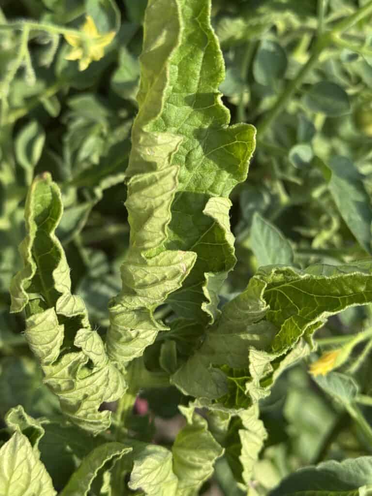 close up of a tomato leaf curling