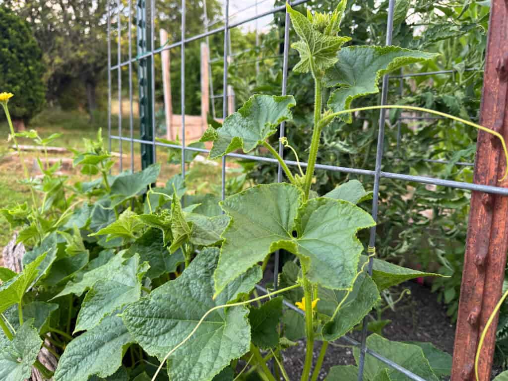cucumber plant growing up a cattle panel trellis