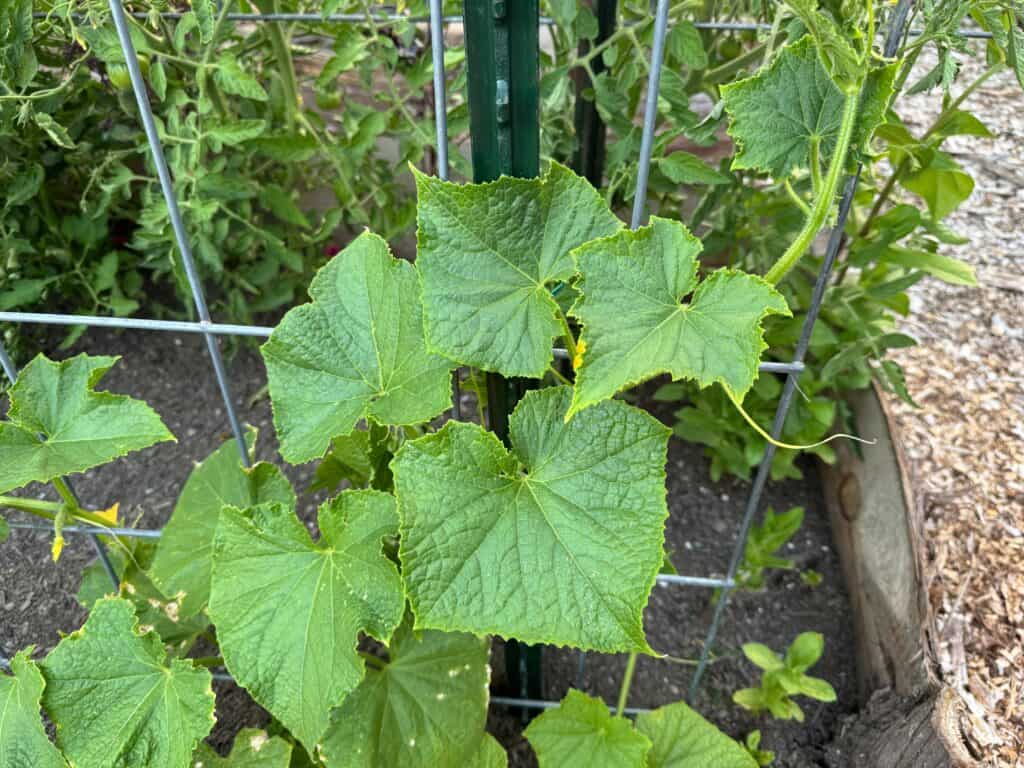 cucumber plant growing up a cattle panel trellis with tomato plants in the background
