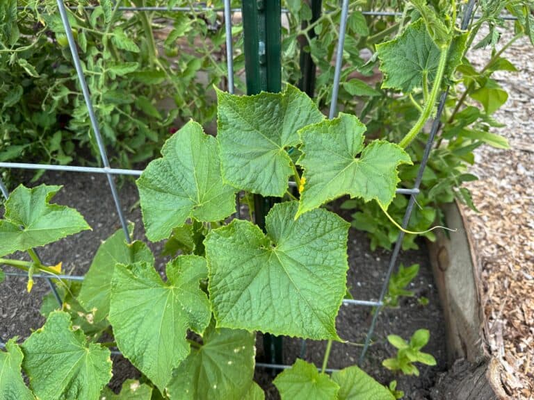 cucumber plant growing up a cattle panel trellis with tomato plants in the background