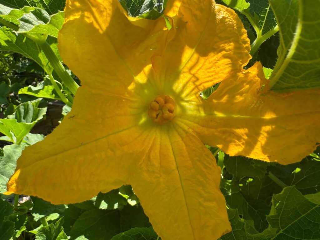 close up of the stigma and female flower of a pumpkin plant