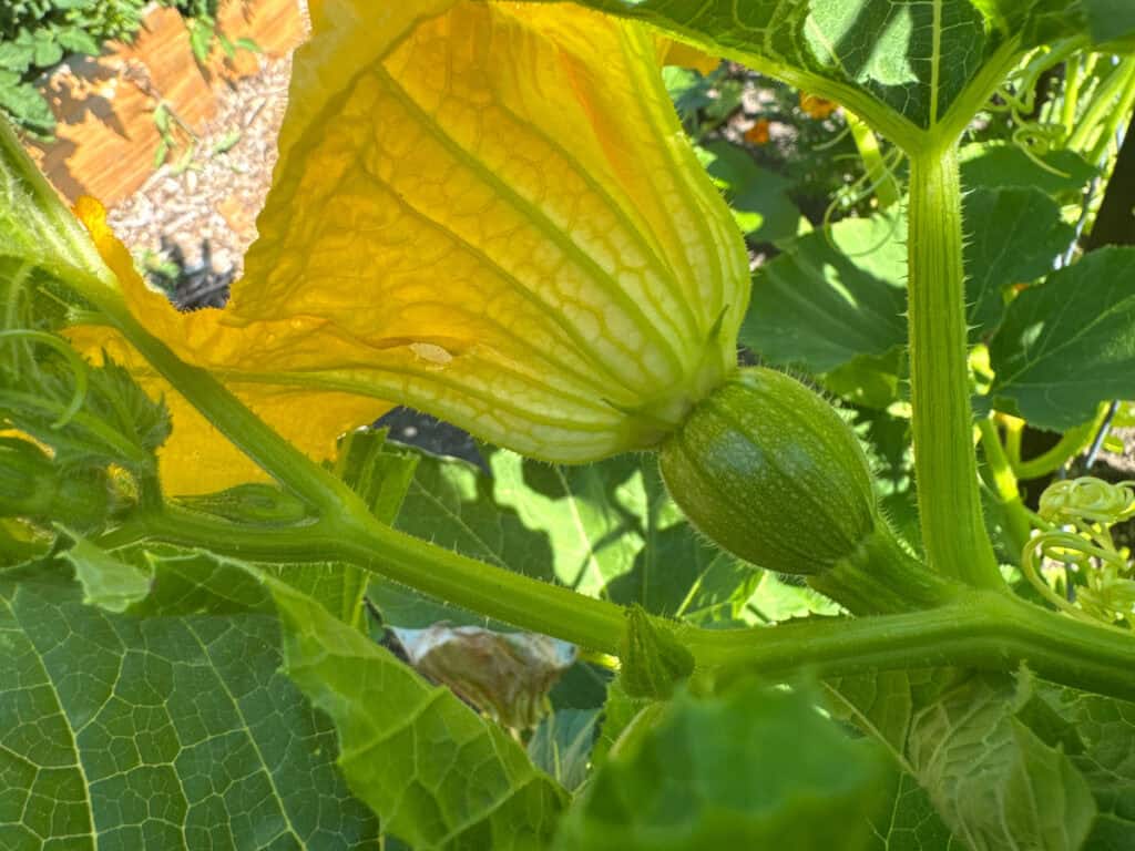 close up of a female pumpkin flower with an immature pumpkin