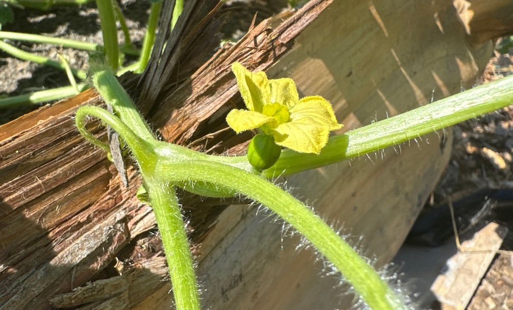female watermelon flower on a vine