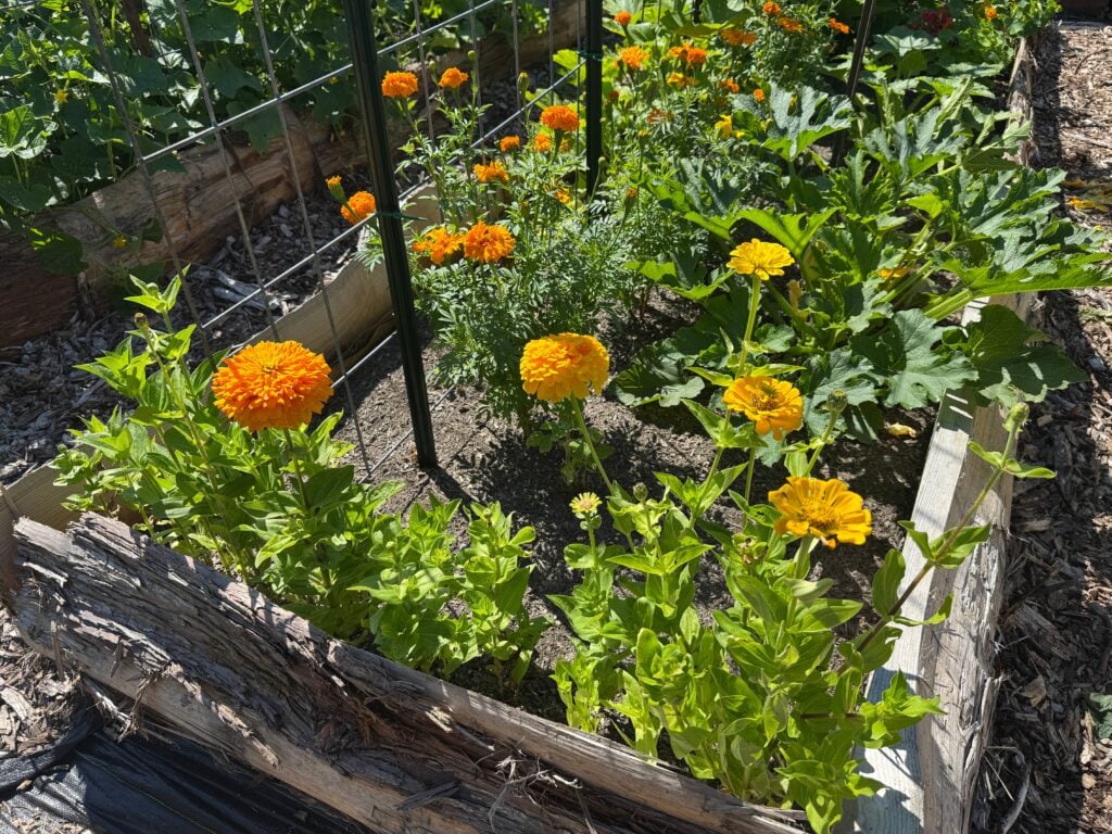 orange and yellow zinnias and marigolds planted with zucchini in a wooden raised bed