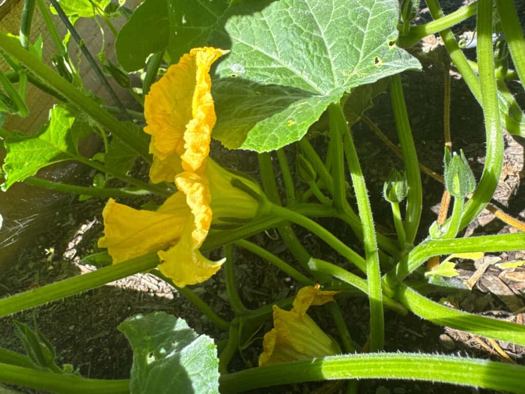 close up of a male squash flower