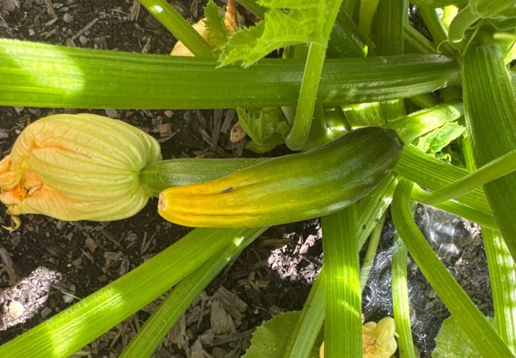 close up of a partially pollinated zucchini that's green on the stem end and yellow on the blossom end. A properly pollinated zucchini is underneath of it with the flower still attached.