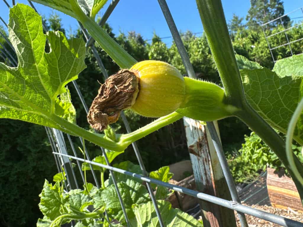 close up of a small pumpkin with a brown and dried off flower attached that's turning yellow indicating poor pollination in the vegetable garden