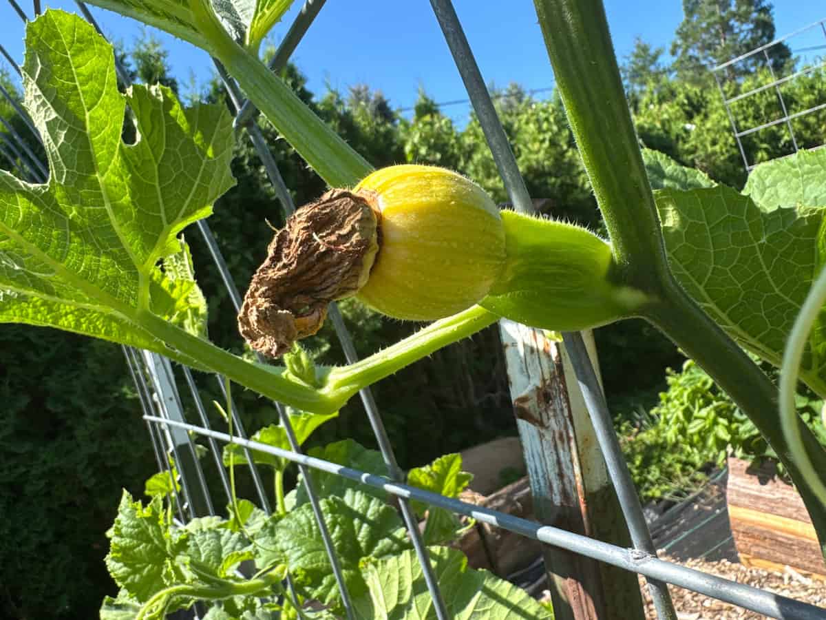 small pumpkin that's turned yellow from not being pollinated