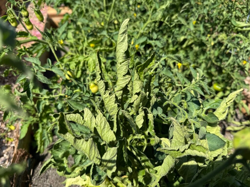 a tomato plant with curling leaves