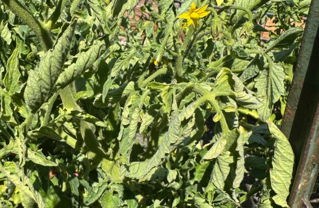 tomato plant with its leaves curling because of heat stress