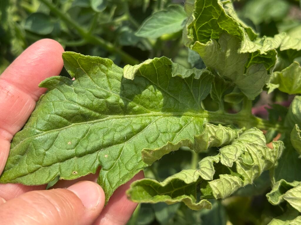 hand holding open a green tomato leaf that is curling