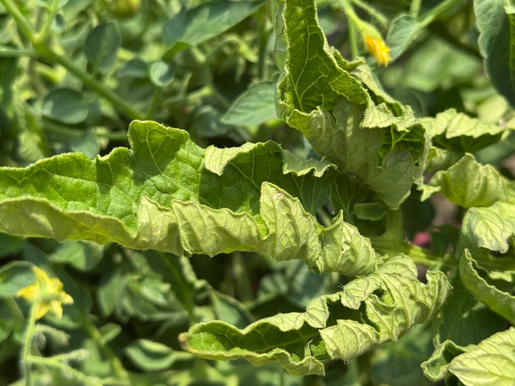 close up of tomato leaves curling