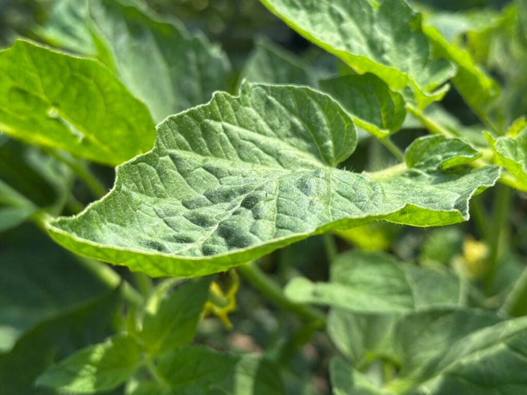close up of a tomato leaf with edges just starting to curl up