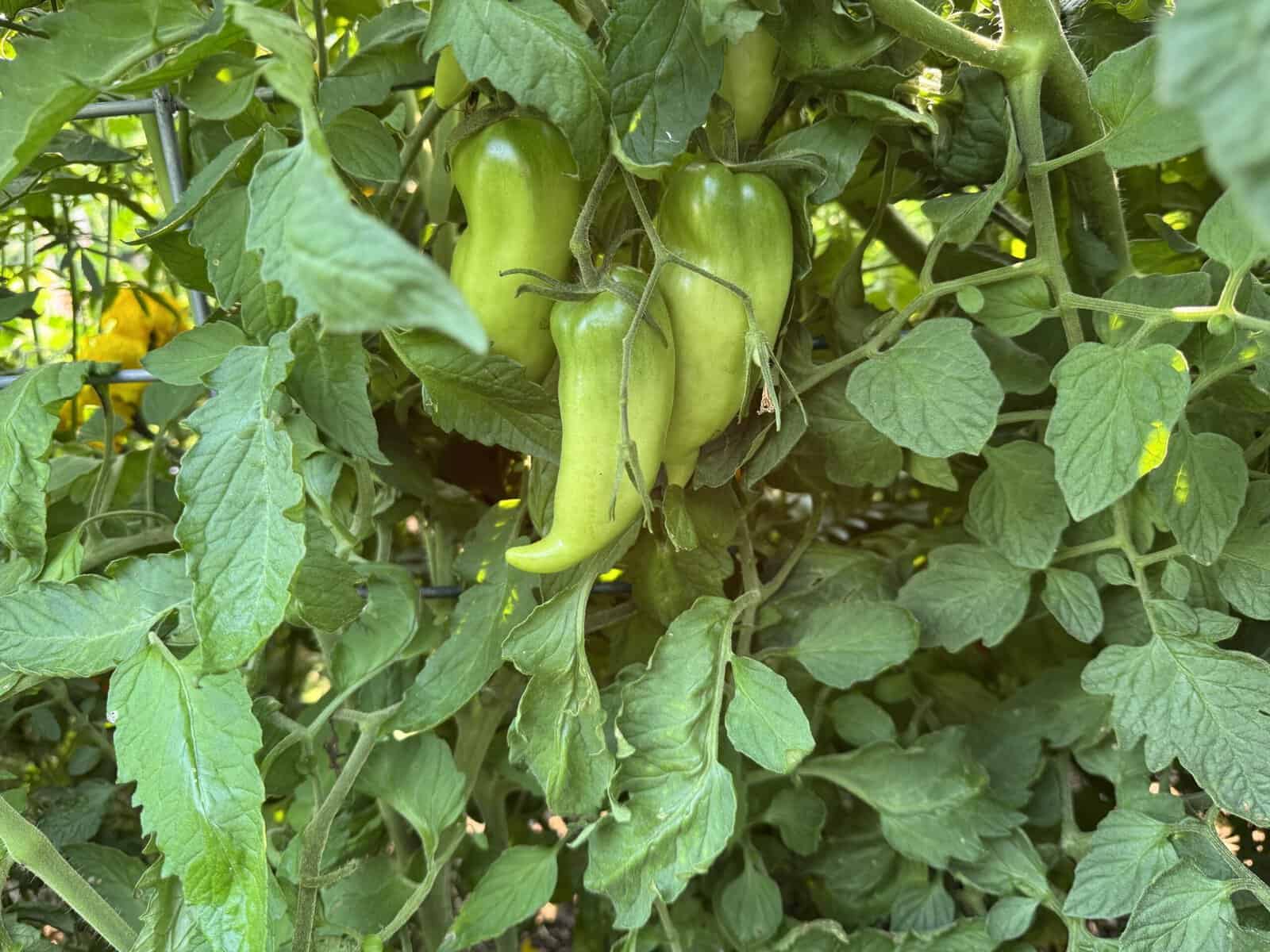 3 green paste tomatoes hanging on the vine of a tomato plant