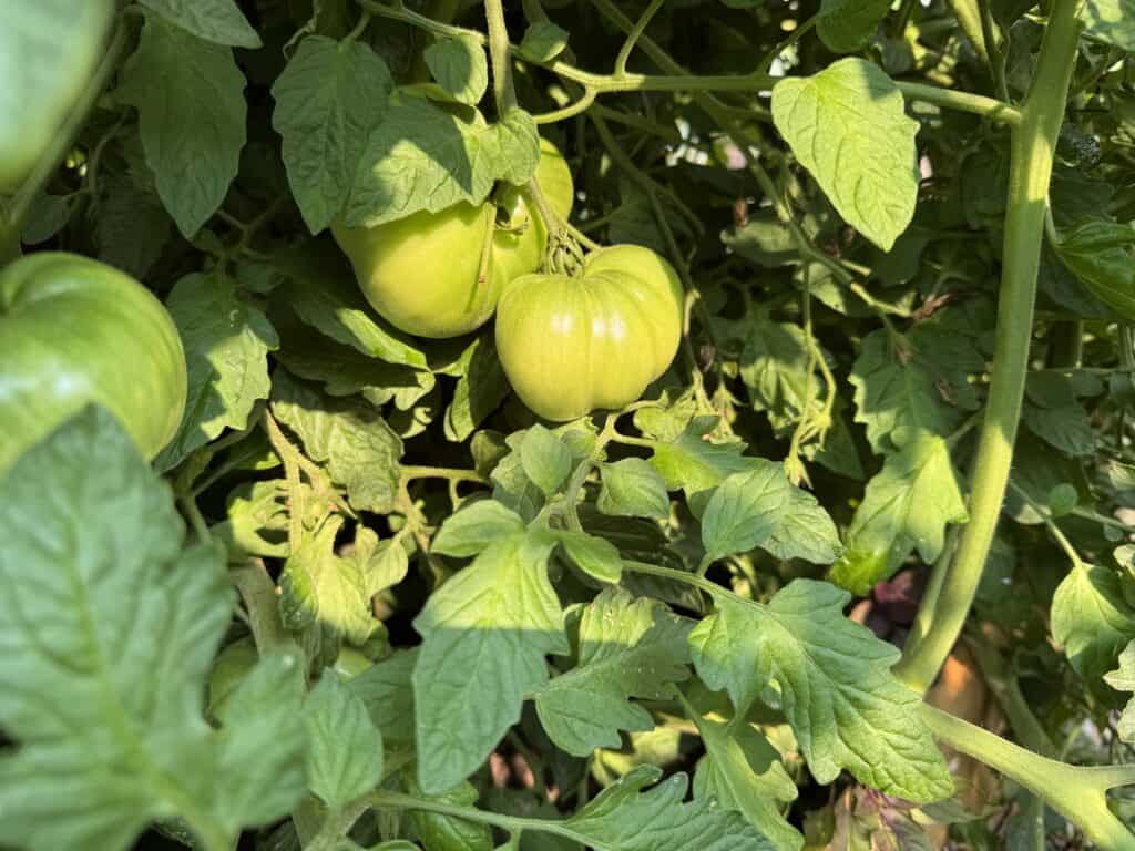 2 green slicing tomatoes on the fine that are unripe