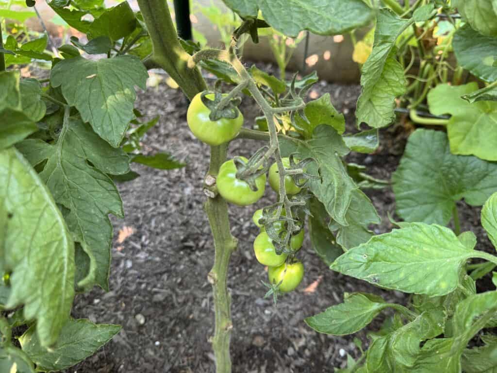 cluster of 7 cherry tomatoes not ripe on the vine